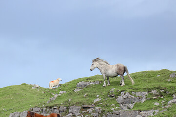 Wall Mural - Wild Welsh Mountain Pony - Brecon Beacon National Park