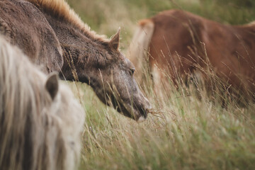 Wall Mural - Wild Welsh Mountain Pony - Brecon Beacon National Park