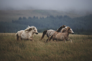 Wall Mural - Wild Welsh Mountain Pony - Brecon Beacon National Park