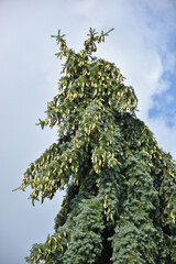 High pine tree in summer time with cones