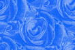 Seamless blue roses background 
