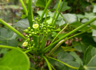 Wall Mural - Physic Nut (Jatropha curcas) flower, Barbados nut, semi-evergreen shrub or tree.