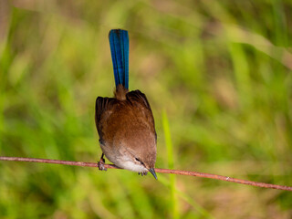 Sticker - Dull Male Wren Head Down