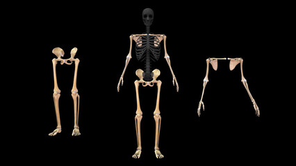 Wall Mural - Human skeleton Upper limbs and Lower limbs bones anatomy 3d illustration