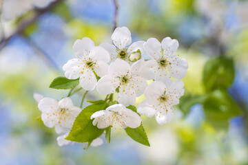 Canvas Print - Spring flower and bud on tree