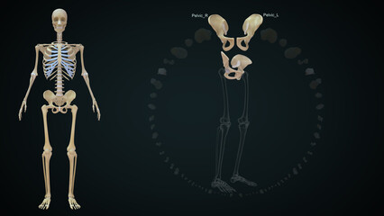 Wall Mural - The bones of the lower limb are femur, pelvic girdle, tibia, patella, fibula and the bones present in the foot 3d illustration