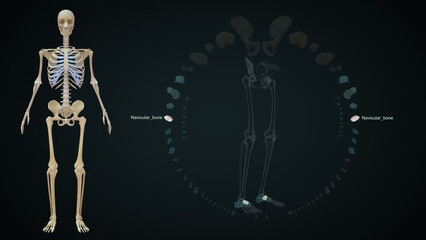 The navicular is a wedge-shaped bone that articulates with five tarsal bones (talus, cuboid, and three cuneiform bones) forming syndesmotic joints 3d illustration