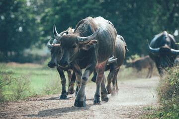 Wall Mural - Thai buffalo walking back home