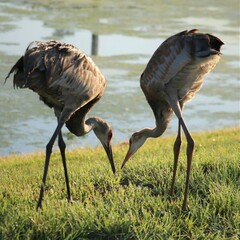 Sticker - Tender Moment Between Sandhill Crane Parent and Young Juvenile Growing Colt