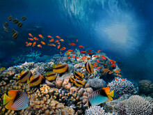 Underwater Scene. Coral Reef And Fish Groups
