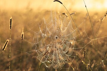 Canvas Print - Spider web on a meadow during sunrise