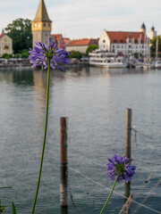 Poster - Sommerabend in Lindau am Bodensee