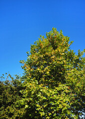 Wall Mural - bush tree texture nature green leaves background Bark trunk rough surface texture plant and white cloud blue sky