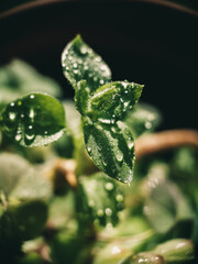 dew on leaves