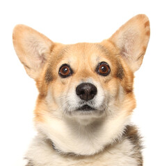 Wall Mural - Pembrokeshire Welsh Corgi dog portrait isolated on a white background