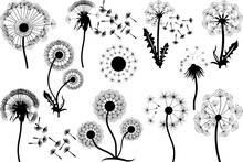 Dandelion SVG Cut Files | Dandelion Silhouette | Flower Svg | Summer Svg | Blossom Svg | Dandelion Flower Svg | Dandelion Bundle