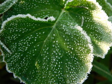 Green Plant Leaves Covered In Dew Droplets And White Ice Crystals, Frost 