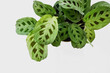 Green maranta leuconeura kerchoveana plant in pot with  white background