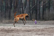 Belgian shepherd malinois dog playing with frisbee disc in the forest