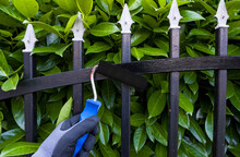 Hand With Paint Roller Painting Iron Fence 