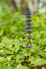 Poster - Blue flowers on a plant similar to Daffodil.