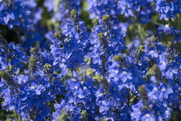 Sticker - Blue flowers on an ornamental bream plant.