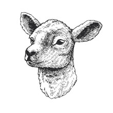Vector Hand Drawn Illustration Of Lamb. Sketch Of Cute Animal