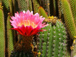 A Spring Smile as Winter Ends a dramatic cactus flower
