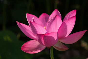 The lotus flower at Dumulmeori in Korea, meaning that two waters meet