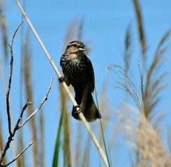 Wall Mural - Red Wing Blackbird Female