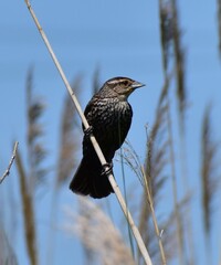 Wall Mural - Red Wing Blackbird Female