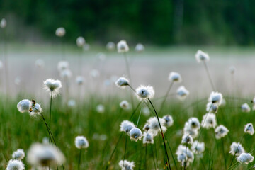 Wall Mural - gentle, white bog flowers, green background, sunny summer morning, fog in the background, marshy lake shore