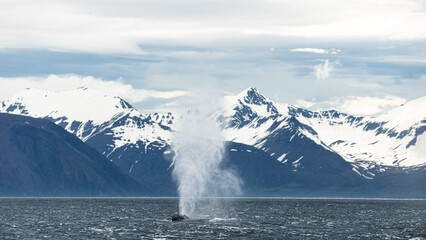 Wall Mural - Blue whale, the biggest animal on the planet, blowing at the surface in Northern Iceland, feeding ground