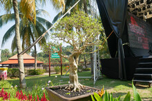 PUTRAJAYA, MALAYSIA -AUGUST 26, 2021: Bonsai Trees In The Royal Floria Putrajaya Garden Public Park, Malaysia. Gardened In Pots Adapted To The Size And Design Of The Bonzai.