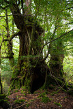 Fototapeta  - tree in the forest