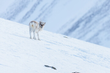 Wall Mural - shot in svalbard may 2022
