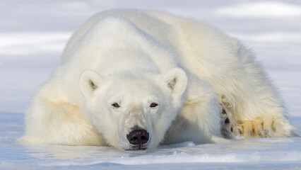 Wall Mural - shot in svalbard may 2022