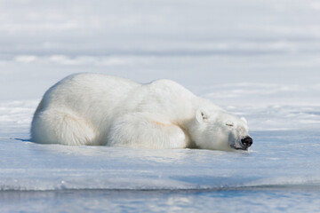 Wall Mural - shot in svalbard may 2022