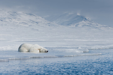 Wall Mural - shot in svalbard may 2022