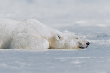 Wall Mural - shot in svalbard may 2022