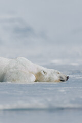 shot in svalbard may 2022