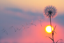 Silhouettes Of Flying Dandelion Seeds On The Background Of The Sunset Sky And Sun. Nature And Botany Of Flowers