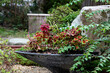 Coleus with colorful leaves in a stone flowerpot. Garden design
