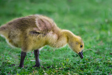 Wall Mural - baby canadian goose feeding on the grass