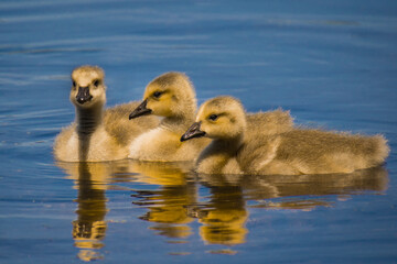 Wall Mural - three baby canadian geese swimming in water