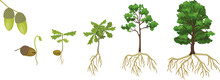 Life Cycle Of Oak Tree. Growth Stages From Acorn And Sprout To Old Tree With Root System Isolated On White Background