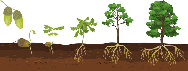 Poster - Life cycle of oak tree. Growth stages from acorn and sprout to old tree with root system isolated on white background