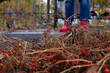 Dry cut bushes.Legs of farmer in blue jeans and red rubber boots against background of small withered tomatoes in garden on rainy autumn day. 