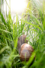 Snail Crawling In Green Grass On Lake Shore In Sunlight