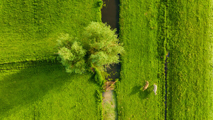 Poster - An aerial view of the farm. Agriculture. A view of the animals from a drone. Cows grazing in a meadow.